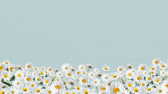 Daisy flower border computer wallpaper, pastel blue background