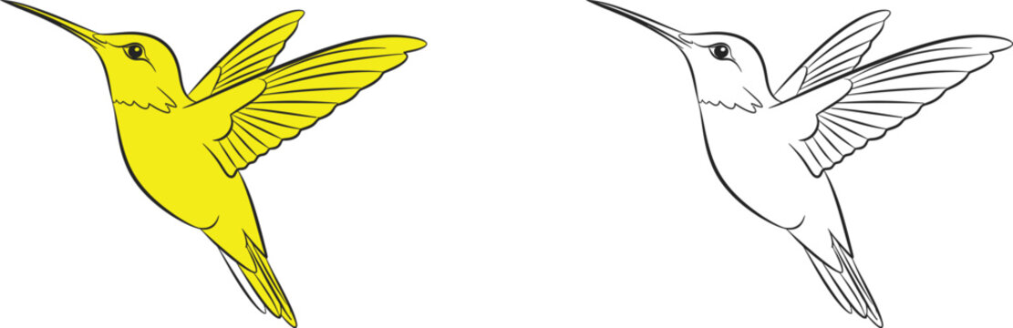 Colorful and monochrome hummingbird illustrations