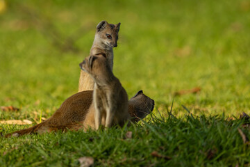 Naklejka premium A family of yellow mongoose (Cynictis penicillata) sitting on grass observing their surrounds