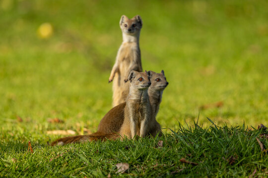 A family of yellow mongoose (Cynictis penicillata) sitting on grass observing their surrounds