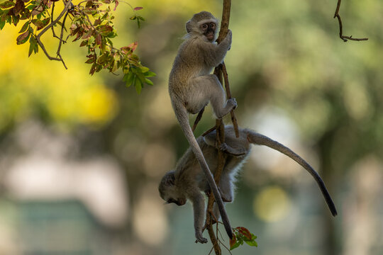 Two young vervet monkeys (Chlorocebus pygerythrus) playing on a vine 