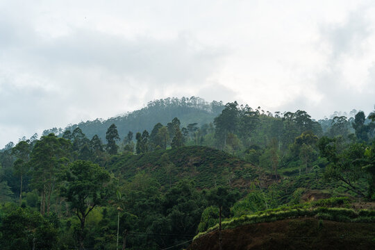 View of lush green hills and tea plantations under a misty overcast sky in Nallathanniya, Central Province, Sri Lanka.