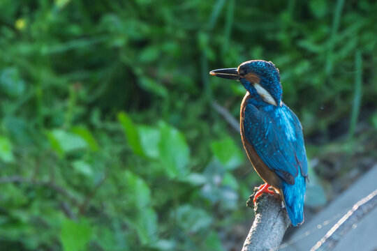 A common kingfisher (*Alcedo atthis*) rests on a dead branch over calm canal water
