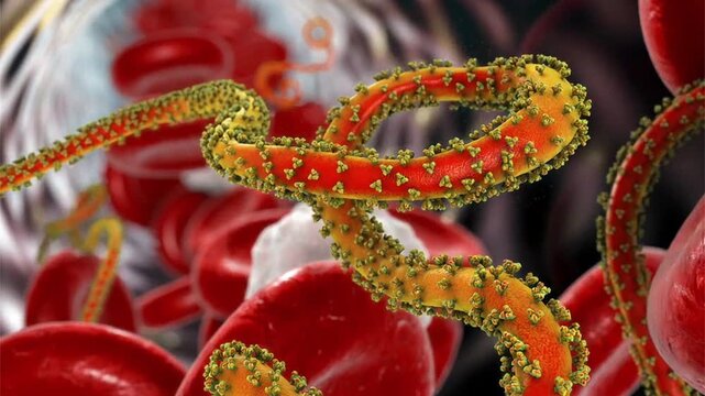 Ebola virus filaments shown in 3D animation, elongated virions causing Ebola virus disease, a severe viral haemorrhagic fever affecting humans and primates.