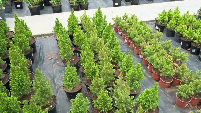 Potted evergreen trees nursery row. Green conifer saplings in orderly containers on black ground organized for sale. Evergreens growing in boxes, modern retail display, vibrant foliage, neatly trimmed