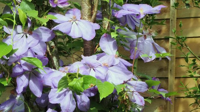 Mauve clematis in full flower growing up a cherry tree.