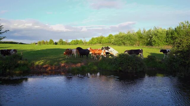 Frisky cows by the canal