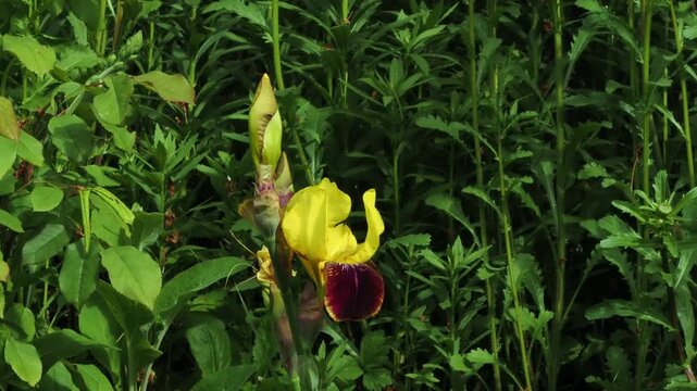 Bearded iris with yellow and ruby brown falls.