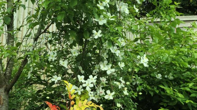 Clematis Montana alba climbing through a plum tree and a winter flowering honeysuckle.