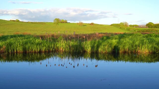 stunning canal bullrush water reflections
