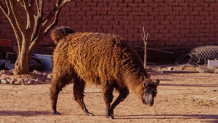 Brown llama walking in a rural courtyard with an adobe wall in the background. Domesticated South American camelid in a traditional Andean village of Jujuy, Argentina. © Warholderribado 