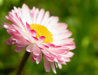 Background of pink and white chamomile or daisy or Bellis flower with yellow center © Yuliia Kotsiubailo