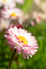vertical background of a close-up of a pink flower with a yellow center of a daisy or Bellis blooming in a sunny garden © Yuliia Kotsiubailo