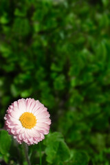 Vertical background of pink Bellis flower with yellow center, on green background in corner © Yuliia Kotsiubailo