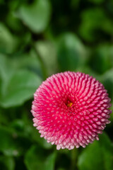 Bright pink Bellis flower close-up on a background of green leaves © Yuliia Kotsiubailo