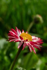 Vertical green natural background of a Bellis flower with white petals on top and red ones on the bottom, similar to a daisy © Yuliia Kotsiubailo