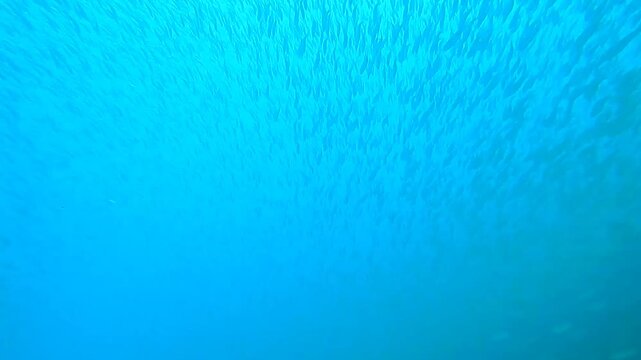 Minimalist underwater footage of a large school of small fish moving through clear blue water in Oman. Clean ocean background with copy space, suitable for travel, nature, marine life and relaxation 