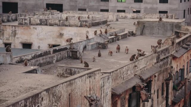Large group of wild rhesus macaque monkeys walking, running, and playing on the weathered concrete rooftops of old buildings in a bustling urban city, showcasing wildlife in an urban environment