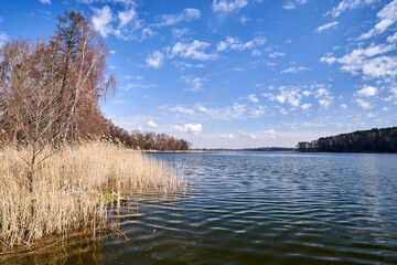 Reeds on the shore of a lake and a mixed forest in spring © GKor