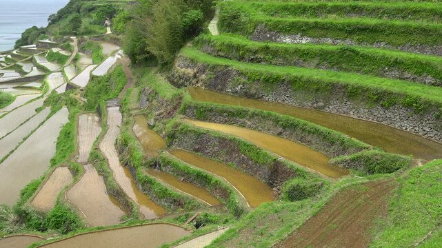 佐賀県 玄海町 浜野浦の棚田　