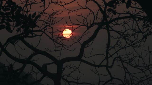 Dramatic, hazy sunset with a glowing orange sun moving behind the intricate dark silhouettes of leafless tree branches, creating a moody and atmospheric natural background with warm light