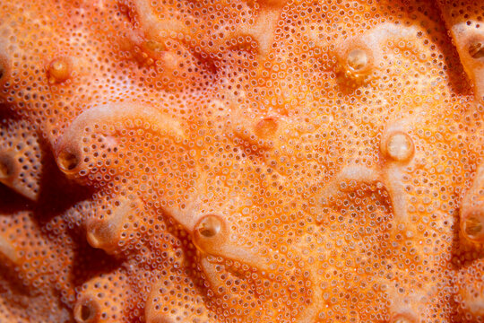 Abstract Bright orange Biological Pattern - A detailed sea squirt macro texture