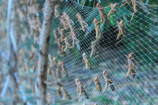 Migratory locusts attacked the urban area of Waingapu, East Sumba, in June 2017. Even bamboo leaves and tuak palm leaves were completely devoured