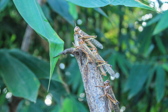 Migratory locusts attacked the urban area of Waingapu, East Sumba, in June 2017. Even bamboo leaves and tuak palm leaves were completely devoured