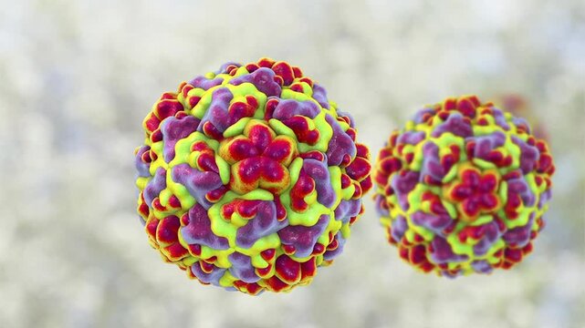 Rhinovirus particles shown in 3D animation, small non-enveloped virions causing common cold, respiratory viral infection affecting upper airways in humans.