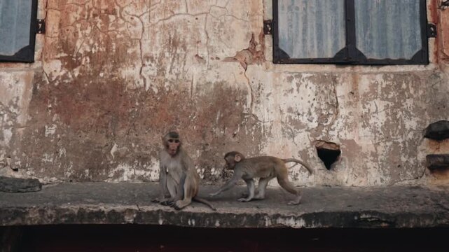 Rhesus macaque monkey family living in an old urban building, with a curious baby climbing onto its mother's back while another large male walks by, showcasing wild animal life in an urban setting