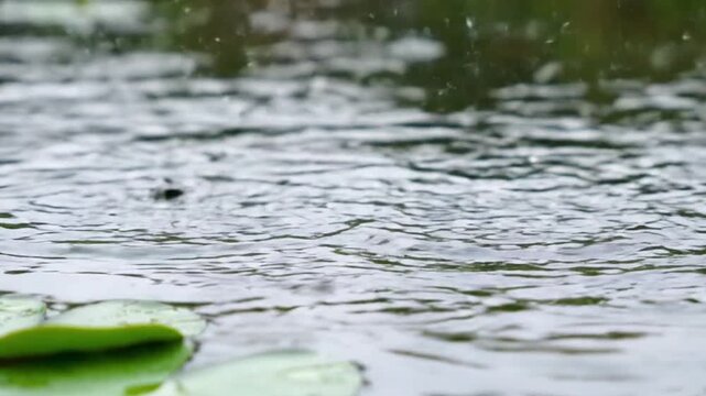 Raindrops falling on a calm lake with lily pads, water ripples and reflections