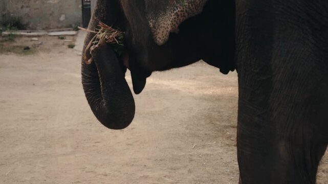 Detailed close-up of a large Asian elephant using its powerful and flexible trunk to bring grass and herbs to its mouth, showcasing natural feeding behavior in its habitat