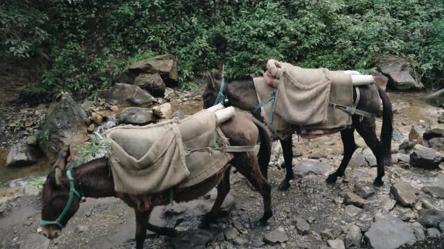 Two pack mules carrying cargo with saddlebags carefully crossing a rocky mountain stream along a remote path in a lush green forest, transporting goods through a difficult natural terrain
