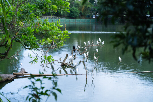 View of white egrets and a cormorant perched on branches in the calm waters of Kandy Lake surrounded by lush tropical greenery Kandy, Central Province, Sri Lanka.