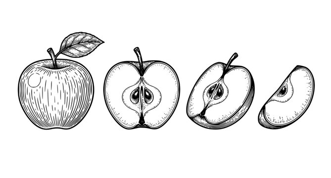 Apple engraving vector set with whole half quarter and sliced fruit illustration