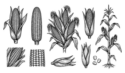 Hand drawn corn sketch collection vector vintage maize illustration © MdMasud