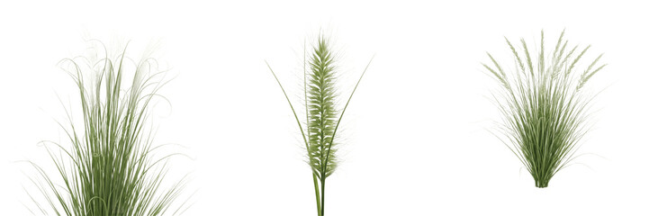 Fototapeta premium Set of Single Green Wheat Stalk Ear Organic Grain PNG Collection 