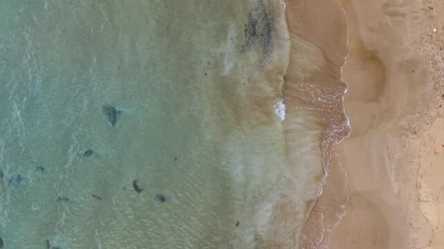 Top down aerial 4K drone view of tropical beach and clear shallow water in Puerto Princesa, Philippines
