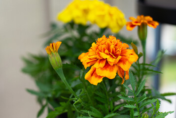 Fototapeta premium Tagetes patula - a popular annual plant