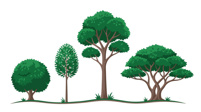 Collection of various green trees including small, medium, and large trees with lush foliage on a white background