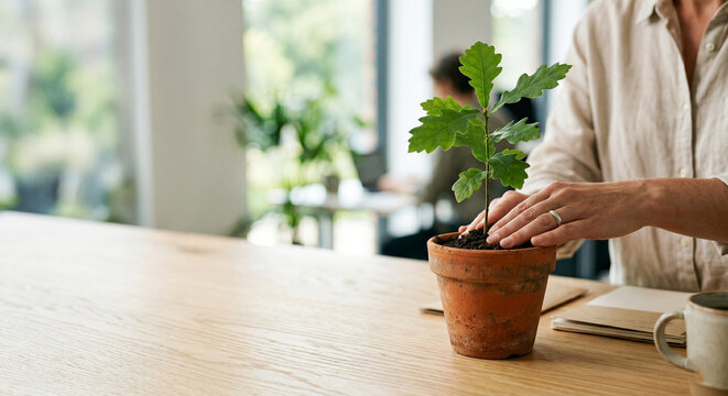 Close-up of hands nurturing a young sapling in a terracotta pot on a wooden desk in a modern office, with copy space
