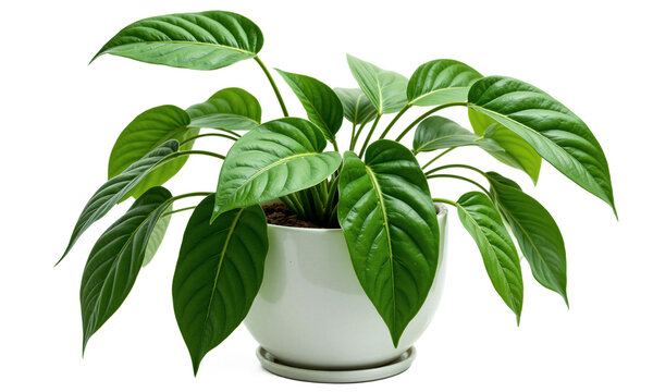 Philodendron (Philodendron spp.) A versatile indoor plant known for its heart-shaped leaves and ability to adapt to various lighting conditions.