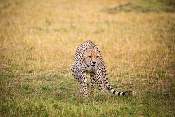 cheetah in SERENGETI NATIONAL PARK © evian