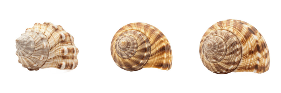 Set of Natural Spiral Snail Shell Empty Land Mollusk Macro PNG Collection
