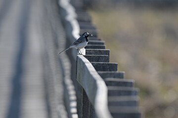 Pliszka siwa (Motacilla alba) siedzi na drewnianej barierce kładki w otoczeniu geometrycznych cieni barierki © Joanna