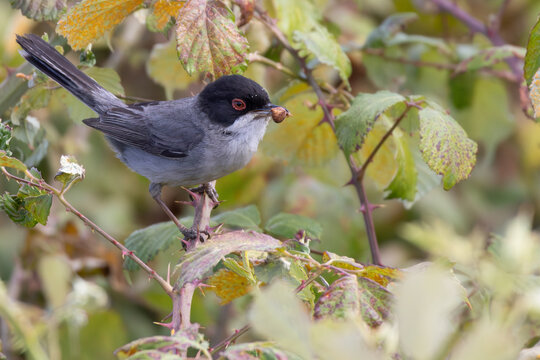 Sardinian warbler perched on thorny branch holding food
