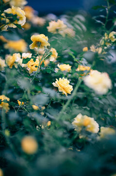 雨の日、花びらの水滴が美しい黄色の薔薇の風景