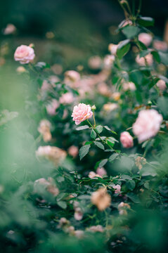 雨の日、花びらの水滴が美しいピンクの薔薇の風景