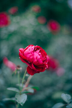 雨に打たれ、花びらの水滴が美しい深紅の薔薇