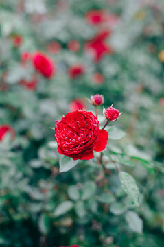 雨に打たれ、花びらの水滴が美しい深紅の薔薇の風景